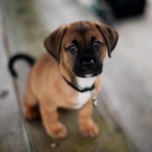 Meet your Posher, Olga